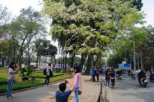 cua hang nhan sam ha noi cao cap tai pho mai xuan thuong